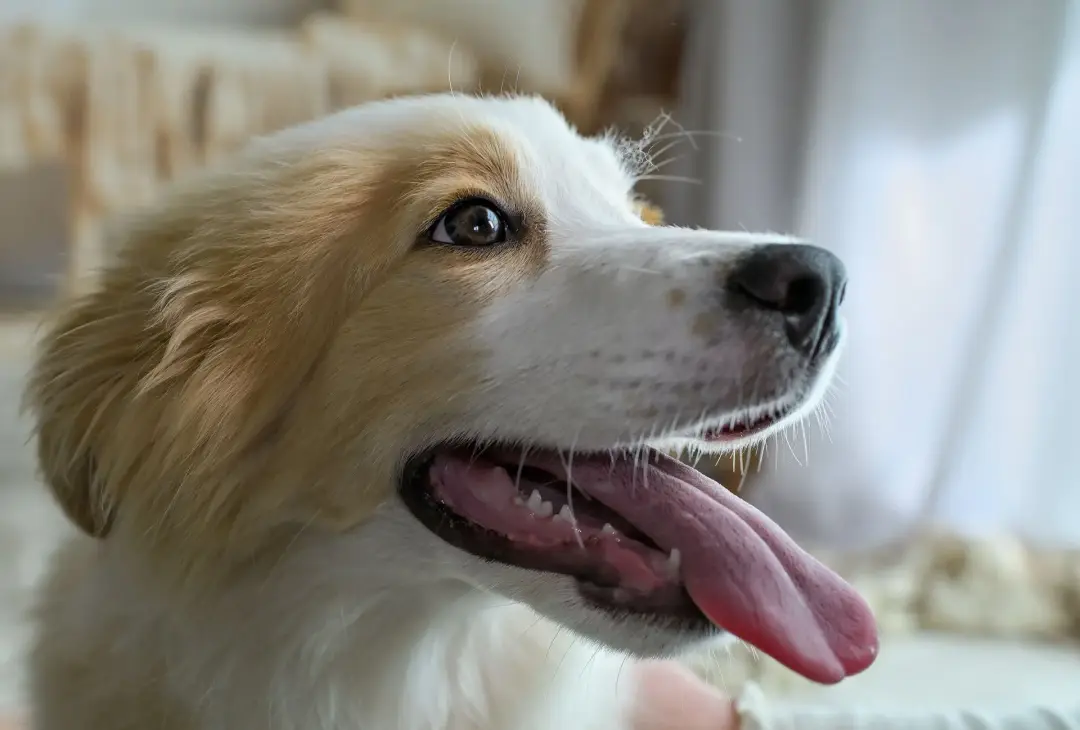Close-up shot of happy golden retriever